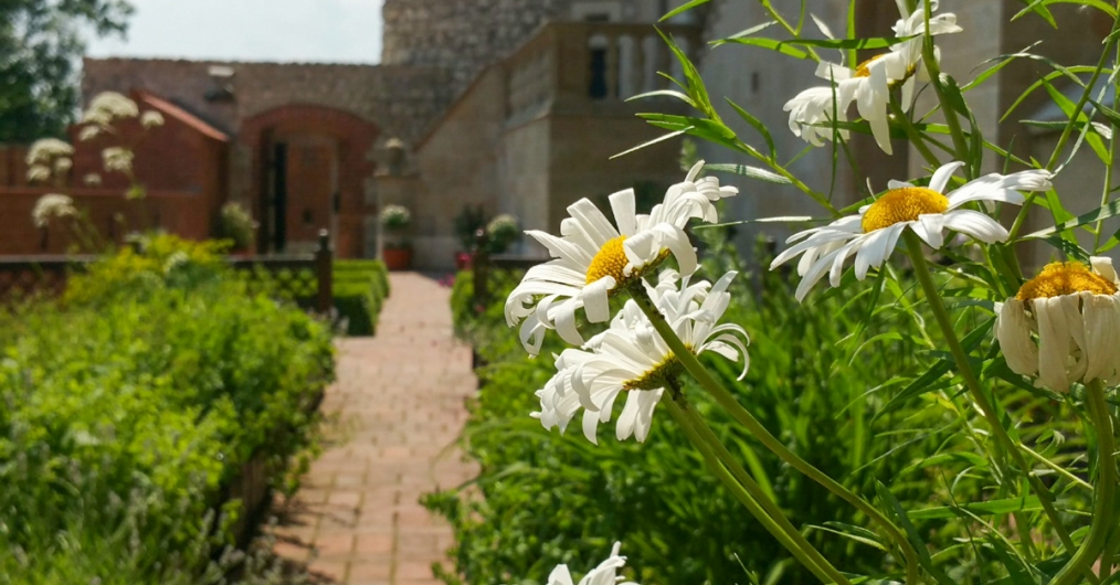 ogród wawelski, słoneczny dzień, rabaty z roślinami, na pierwszym planie kwiaty, w tle brama i ściana budynku
