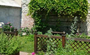 Fragment ogrodu wawelskiego, trawnik, kwitnące rośliny, pod ścianą pergola z pnącą rośliną