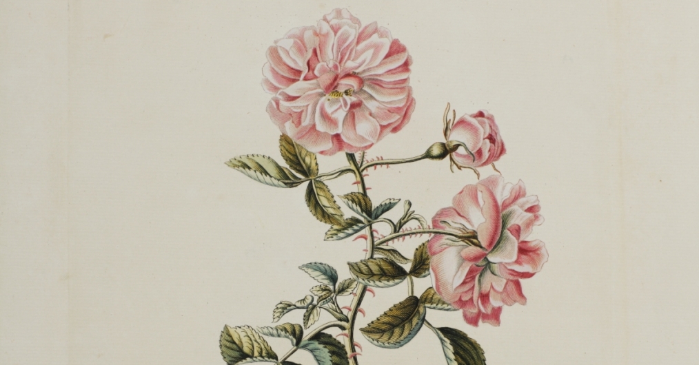 zdjęcie karty z atlasu botanicznego przedstawiającej różę