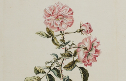 zdjęcie karty z atlasu botanicznego przedstawiającej różę