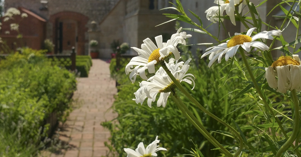 Ogrody Królewskie, z przodu kwitnąca roślina z białymi kwiatami, w tle rabaty z roślinami