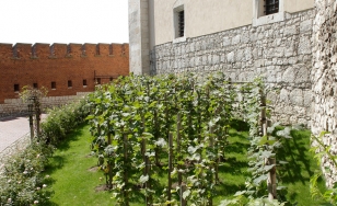 Winorośle podparte tyczkami, pod ścianą zamku